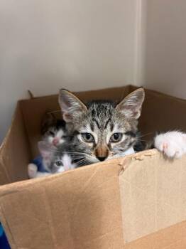Bagel -  Domestic Short Hair Cat for Adoption in Honolulu, Hawaii - Bagel | PetCurious
