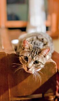 Simba -  Domestic Short Hair Cat for Adoption in Syosset, New York - Simba | PetCurious