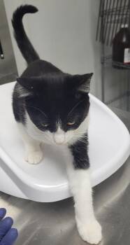 Pen 7 Darwin -  Domestic Short Hair Cat for Adoption in Lawrenceville, Georgia - Pen 7 Darwin | PetCurious