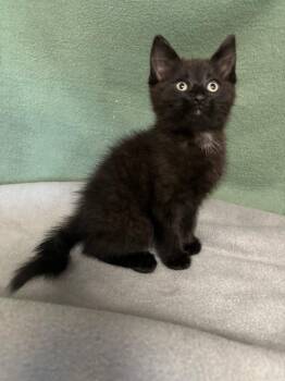 Spooky -  Domestic Short Hair Cat for Adoption in Wabash, Indiana - Spooky | PetCurious
