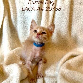 Rescue Domestic Short Hair Cats for Adoption in Hawthorne, California - Butter Boy Savage | PetCurious