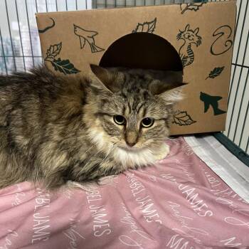 Domestic Long Hair Cats Available for Adoption in St. Louis, Missouri - Melonpan | PetCurious