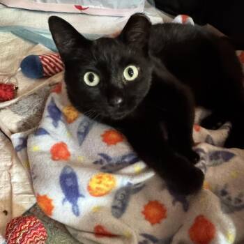 Raven -  Domestic Short Hair Cat for Adoption in Rochester Hills, Michigan - Raven | PetCurious