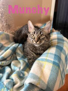 Munchy -  Domestic Medium Hair and Tabby Cat for Adoption in Ruskin, Florida - Munchy | PetCurious