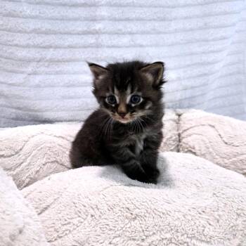 Kane (Saint Purrnard) -  Domestic Medium Hair Cat Available for Adoption in Clarksville, Tennessee - Kane (Saint Purrnard) | PetCurious