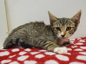 MUFFIN -  Domestic Short Hair Cat for Adoption in Sacramento, California - MUFFIN | PetCurious