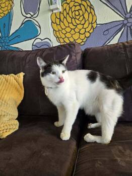 Thor -  Domestic Short Hair Cat for Adoption in Tucson, Arizona - Thor | PetCurious