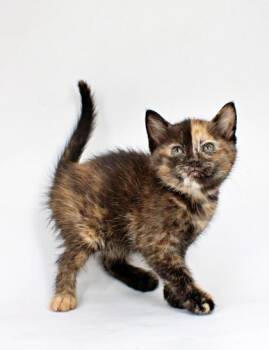 Cassie -  Himalayan and Domestic Short Hair Cat for Adoption in Morton Grove, Illinois - Cassie | PetCurious