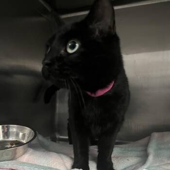 Domestic Short Hair Cats Available for Adoption in Lakeland, Florida - Aveline | PetCurious