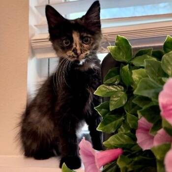 Twixie Twix Torti Cutie -  Tortoiseshell and Domestic Medium Hair Cat for Adoption in Friendswood, Texas - Twixie Twix Torti Cutie | PetCurious