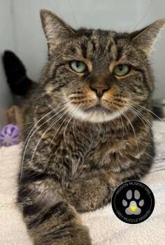 Ming -  Domestic Medium Hair Cat for Adoption in Delson, Quebec - Ming | PetCurious