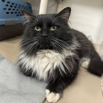 Grover -  Domestic Short Hair Cat for Adoption in Chicago, Illinois - Grover | PetCurious