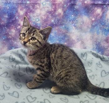 Cherry -  Domestic Short Hair Cat for Adoption in Washington Court House, Ohio - Cherry | PetCurious