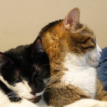 Domestic Short Hair Cats Available for Adoption in Denver, Colorado - Hodor | PetCurious