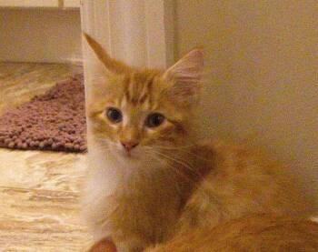 Prince -  Domestic Long Hair Cat for Adoption in Nashville, Tennessee - Prince | PetCurious