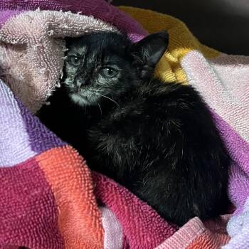 Constance -  Domestic Short Hair Cat for Adoption in Pauls Valley, Oklahoma - Constance | PetCurious