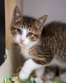 Vesper -  Domestic Short Hair Cat for Adoption in Pequot Lakes, Minnesota - Vesper | PetCurious
