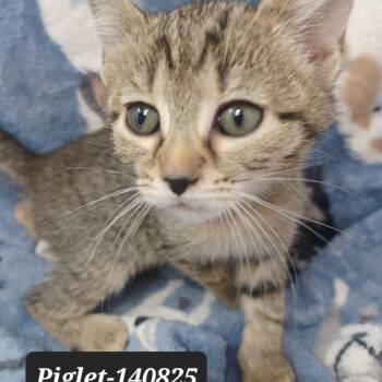 Domestic Short Hair Cats Available for Adoption in New Tazewell, Tennessee - Piglet | PetCurious