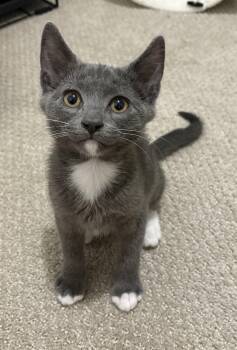 Tuxedo Cats Available for Adoption in Richmond, Virginia - Phineas  | PetCurious