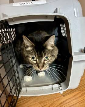 Rowena -  Domestic Medium Hair Cat for Adoption in Ferndale, Michigan - Rowena | PetCurious