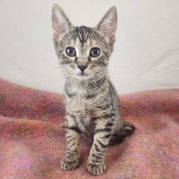 Sweet Loretta -  Domestic Short Hair Cat for Adoption in New York, New York - Sweet Loretta | PetCurious