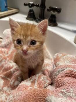 Domestic Short Hair Cats Available for Adoption in Ontario, California - SIMBA - IN FOSTER | PetCurious