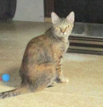 COCOA -  Tortoiseshell Cat for Adoption in Troutman, North Carolina - COCOA | PetCurious