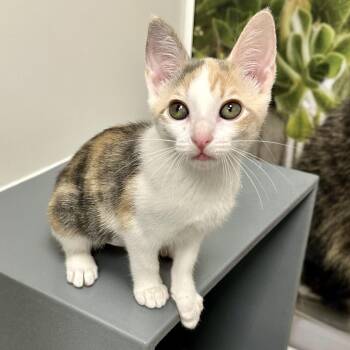 Marriott -  Domestic Short Hair Cat for Adoption in Richmond, Virginia - Marriott | PetCurious