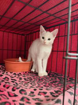 Snow -  Domestic Short Hair Cat for Adoption in Temecula, California - Snow | PetCurious