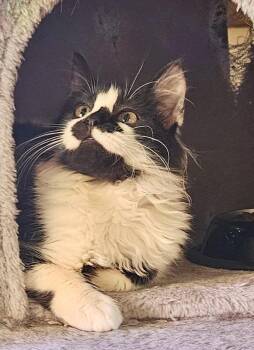 Domestic Medium Hair Cats Available for Adoption in Seven Valleys, Pennsylvania - Malon | PetCurious