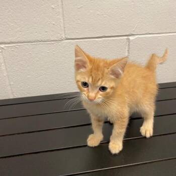 Domestic Short Hair Cats Available for Adoption in Dayton, Ohio - Frito | PetCurious