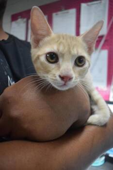 Claire (Momma K2) -  Domestic Short Hair Cat for Adoption in Pahrump, Nevada - Claire (Momma K2) | PetCurious