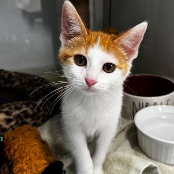 Forest -  Domestic Short Hair Cat for Adoption in Wheeling, Illinois - Forest | PetCurious