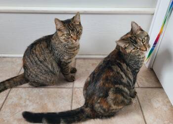 Domestic Short Hair Cats Available for Adoption - Maggie & Stevie (Bonded) | PetCurious