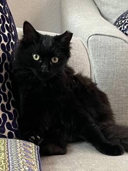 Rescue Domestic Medium Hair Cats for Adoption in San Tan Valley, Arizona - Allie | PetCurious