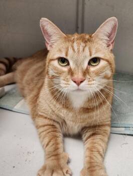 Ben DeLaCreme -  Tabby Cat for Adoption in Cary, North Carolina - Ben DeLaCreme | PetCurious