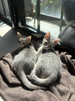 Gray Goose & Grayt Gatsby -  Domestic Short Hair Cat for Adoption in New York, New York - Gray Goose & Grayt Gatsby | PetCurious
