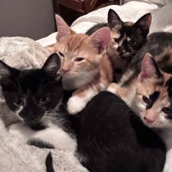 Oreo 2.0 (Holland Cat Cove) -  Domestic Short Hair Cat for Adoption in West Olive, Michigan - Oreo 2.0 (Holland Cat Cove) | PetCurious