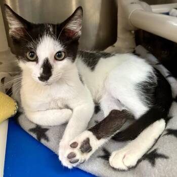 Ohtani -  Domestic Short Hair Cat for Adoption in Riverside, California - Ohtani | PetCurious
