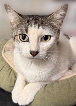 Penny -  Domestic Short Hair Cat for Adoption - Penny | PetCurious