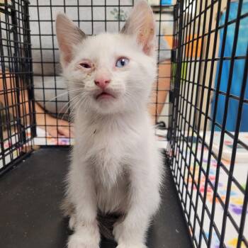 Domestic Short Hair Cats Available for Adoption in Lake Panasoffkee, Florida - Blake | PetCurious