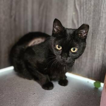 Sunday -  Domestic Short Hair Cat for Adoption in Lakewood, Colorado - Sunday | PetCurious
