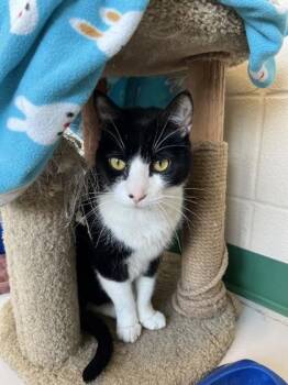 Domestic Short Hair Cats Available for Adoption in Springfield, Missouri - Louie | PetCurious