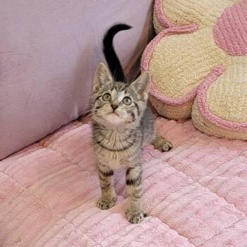 Tabby Cats Available for Adoption in Wyandotte, Michigan - Chewy | PetCurious