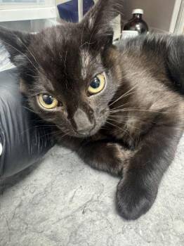 Pua -  Domestic Short Hair Cat for Adoption in Sevierville, Tennessee - Pua | PetCurious