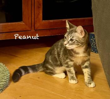 Rescue Domestic Short Hair Cats for Adoption in Mission Viejo, California - Peanut And Popcorn | PetCurious