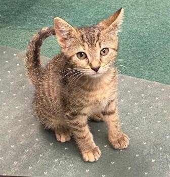 PENNY -  Domestic Short Hair Cat for Adoption in Tallahassee, Florida - PENNY | PetCurious