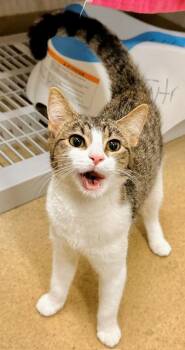 ELIRA -  Domestic Short Hair Cat for Adoption in Derwood, Maryland - ELIRA | PetCurious