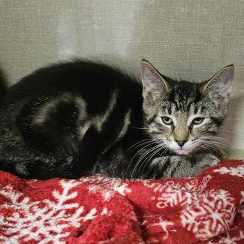 Zander -  Domestic Short Hair Cat for Adoption in Monroe, Michigan - Zander | PetCurious