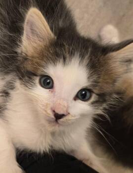 Domestic Long Hair Cats Available for Adoption in Warner Robins, Georgia - Hopper | PetCurious